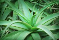 Aloe Vera + Vitamin E: Gabungan untuk Parut Jerawat
