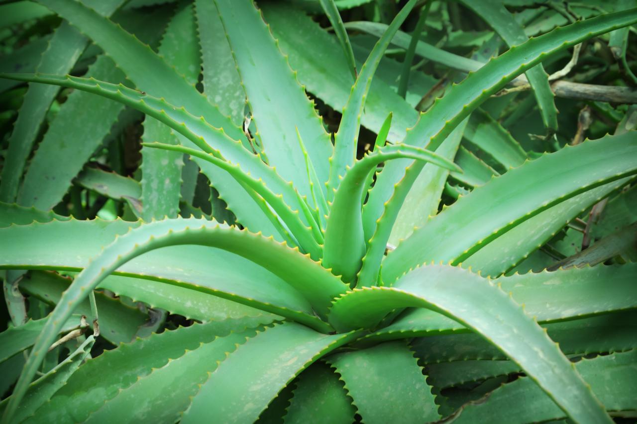 Aloe Vera + Vitamin E: Gabungan untuk Parut Jerawat